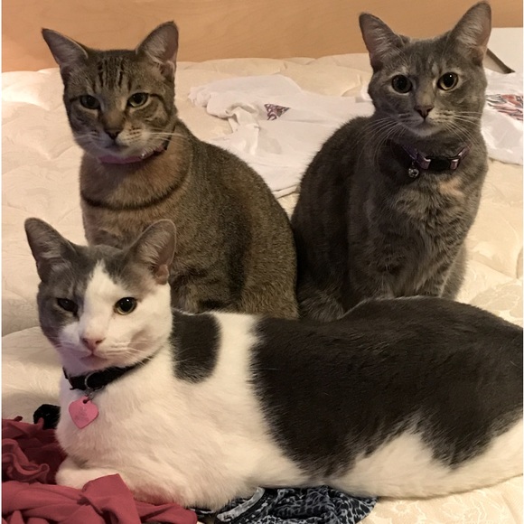 Meet your Posher, Suzie - Picture 2 of 16